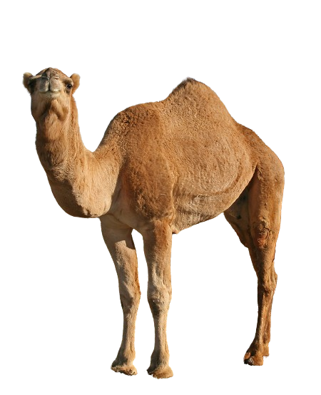 उष्ट्रः | ऊंट | Camel