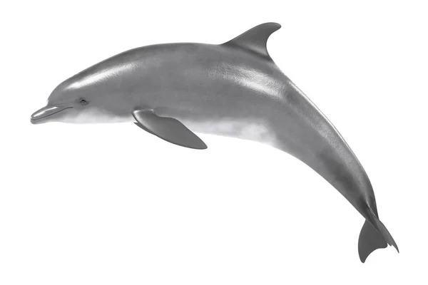 गंगा पुपुतका | डॉल्फिन | Dolphin