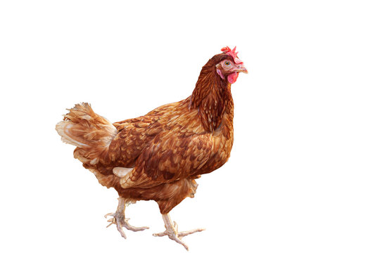 कुक्कुटी | मुर्गी | Hen