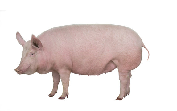 शूकरः | सूअर | pig