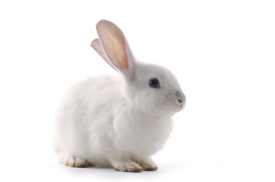शशः | खरगोश | Rabbit