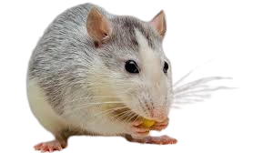 मूषक: | चूहा | Rat/ Mouse