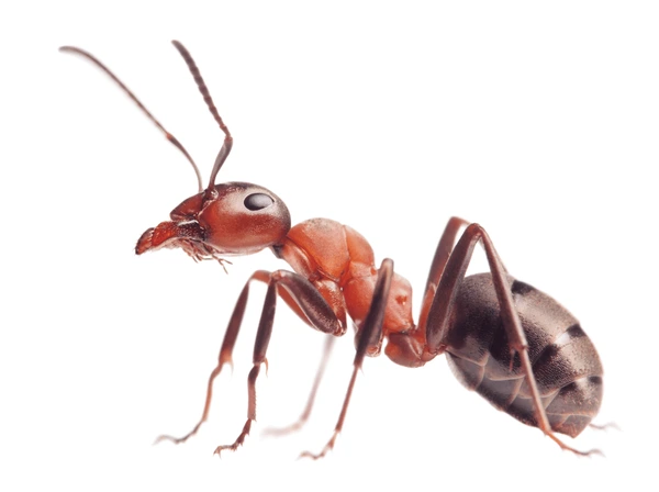 पिपीलिका | चींटी | Ant