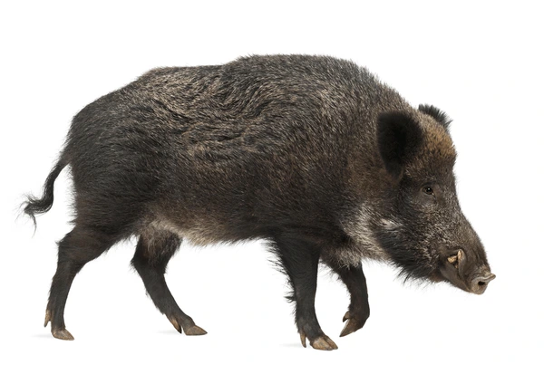 वराह | जंगली सूअर | Boar