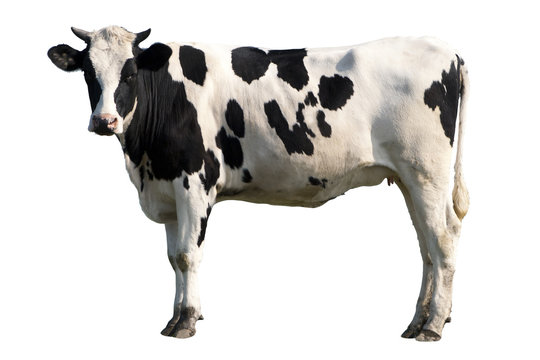 गौ/धेनुः | गाय | cow