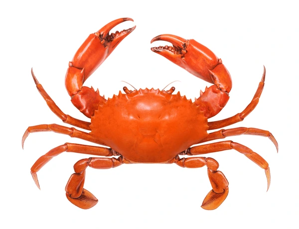 कर्कट | केंकड़ा | Crab