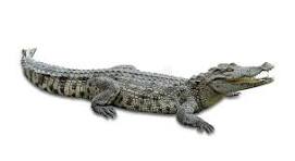 मकरः | मगरमच्छ | Crocodile