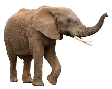 गजः | हाथी | Elephant
