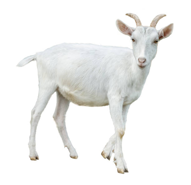 अजा | बकरी | Goat