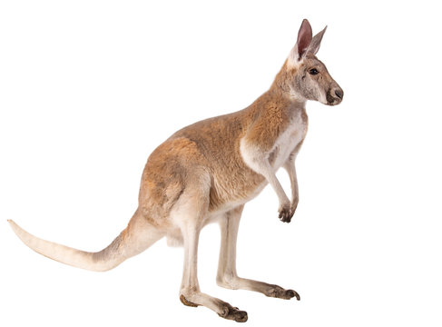 काङ्गारुः | कंगारू | Kangaroo