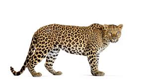 द्वीपिन् / तरक्षुः | तेंदुआ | Leopard