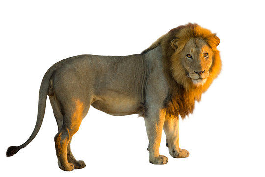 सिंहः | शेर | Lion