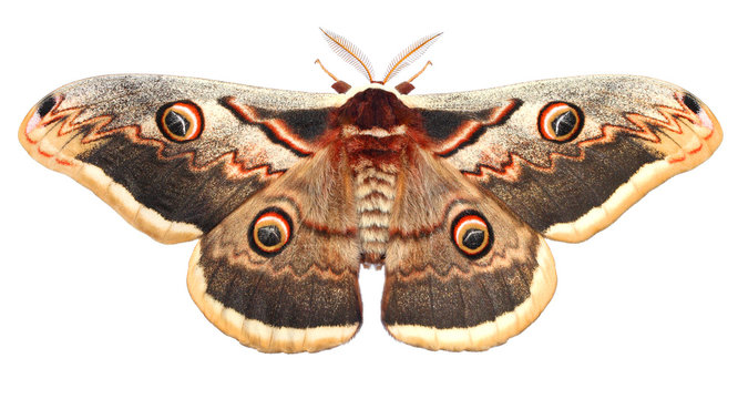 पतंगम / शलभः | पतंगे | Moth