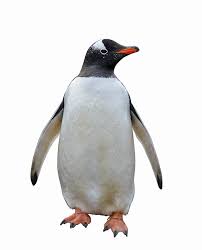 पंखहीन | पेंगुइन | Penguin