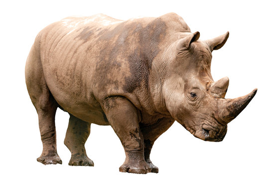 एकशृङ्ग | गेंडा | Rhinoceros