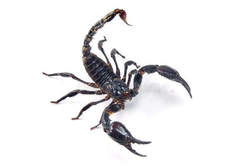 वृश्चिकः | Scorpion | बीछू