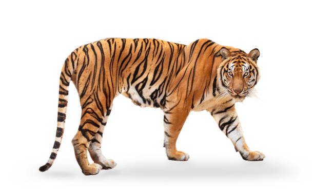 व्याघ्रः | बाघ | Tiger