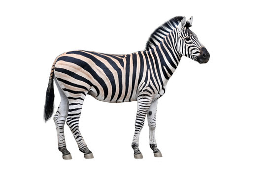 चित्ररास्भ | ज़ेबरा | Zebra