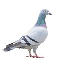 कपोतः | कबूतर | Pigeon